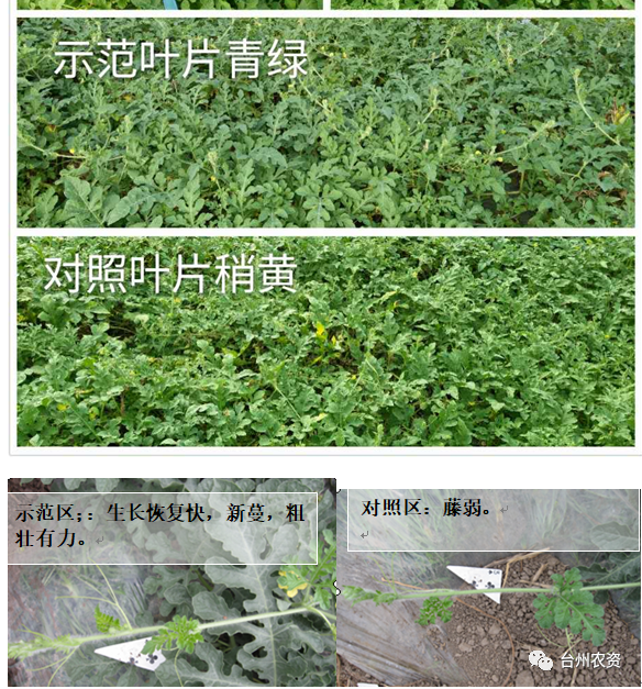 臺州農資